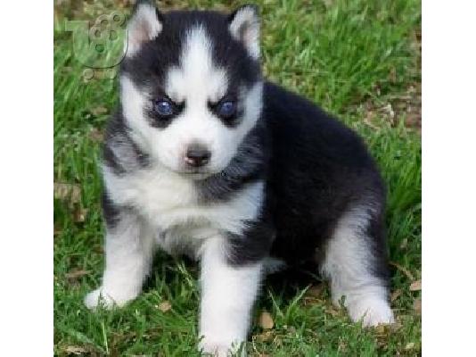 PoulaTo: Όμορφα Husky της Σιβηρίας